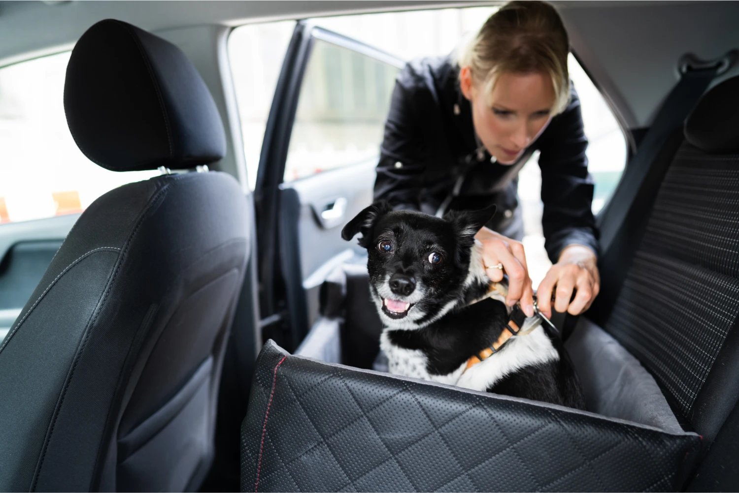 Dodge Grand Caravan Dog Car Seat Belt for Belgian Malinois