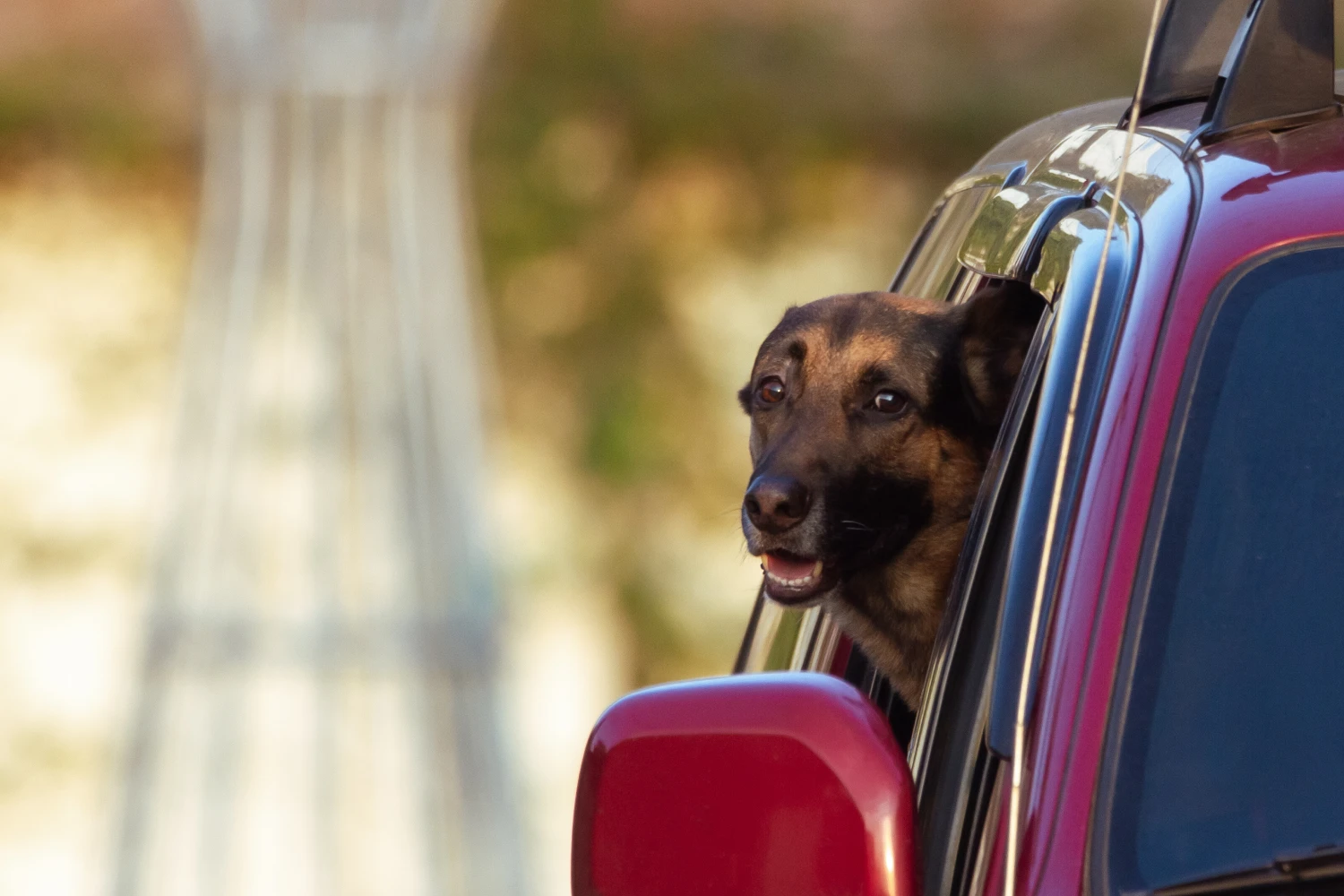 Dodge Grand Caravan Dog Car Seat Belt for Belgian Malinois