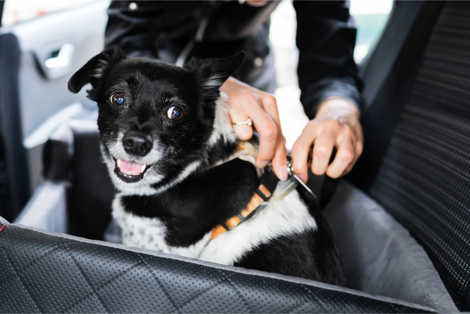 Australian Cattle Dogs  Dog Safety Belt for Honda Accord